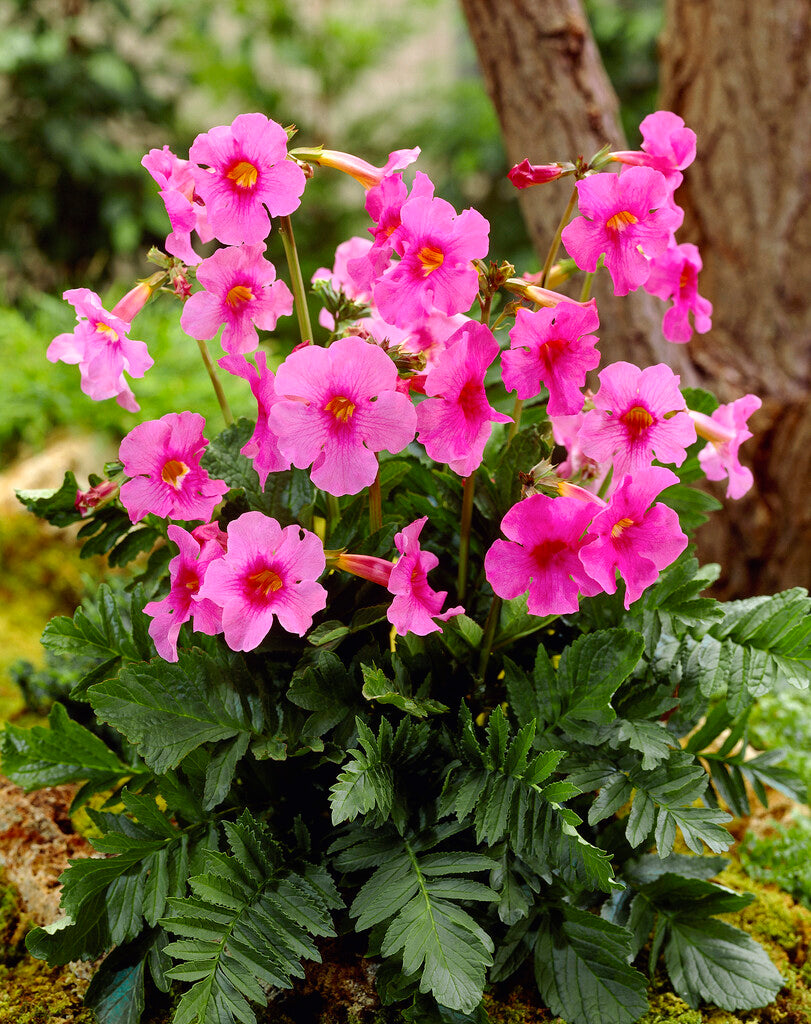 Incarvillea Rosa 1-pakning